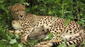 कूनो में गूंजी चीतों की नई किलकारी, 4 शावकों के जन्म से भारत में 56 हुआ कुनबा 