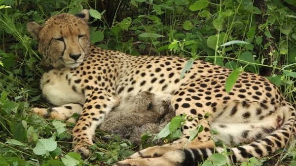 कूनो में गूंजी चीतों की नई किलकारी, 4 शावकों के जन्म से भारत में 56 हुआ कुनबा 