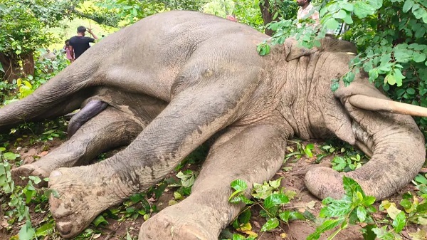 जशपुर में दंतैल हाथी की मौत, कारण तलाशने में जुटा वन अमला, गांव के पास मृत पड़ा मिला बड़ा नर