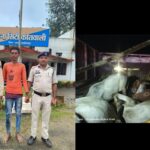 जशपुर में गौवंश तस्करी पर पुलिस की बड़ी कार्रवाई, 17 गौवंश मुक्त; एक आरोपी गिरफ्तार