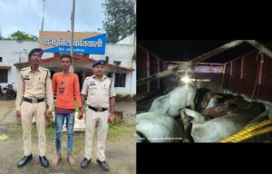 जशपुर में गौवंश तस्करी पर पुलिस की बड़ी कार्रवाई, 17 गौवंश मुक्त; एक आरोपी गिरफ्तार