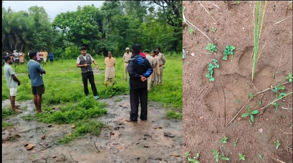 सुकमा वन क्षेत्र में बाघ की मौजूदगी के संकेत, ग्रामीणों को सतर्क रहने की अपील, वन विभाग की टीमें निगरानी में जुटीं