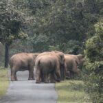 पत्थलगांव वन परिक्षेत्र खड़ामाचा जंगल में 30 हाथियों का दल, वन विभाग अलर्ट, ग्रामीणों से सुरक्षित दूरी बनाए रखने और वन विभाग के दिशा-निर्देशों का पालन करने की अपील