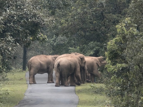 पत्थलगांव वन परिक्षेत्र खड़ामाचा जंगल में 30 हाथियों का दल, वन विभाग अलर्ट, ग्रामीणों से सुरक्षित दूरी बनाए रखने और वन विभाग के दिशा-निर्देशों का पालन करने की अपील