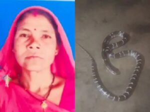 CG News: सरगुजा में महिला सरपंच की सांप के काटने से मौत, जमीन पर सो रही थी, देर रात परिजन लेकर पहुंचे थे अस्पताल