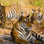 बांधवगढ़ से बाघिन लाने की तैयारी : तमोर पिंगला को आबाद करने की कोशिश, यहां के नर ने भी बाहर बना लिया ठिकाना 