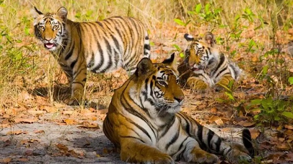 बांधवगढ़ से बाघिन लाने की तैयारी : तमोर पिंगला को आबाद करने की कोशिश, यहां के नर ने भी बाहर बना लिया ठिकाना 