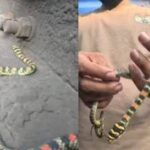 CG News: चलते ट्रक में कोरबा पहुंचा दुर्लभ फ्लाइंग स्नेक, हवा में ग्लाइड करता है स्नेक, RCRS टीम ने किया सुरक्षित रेस्क्यू, देखने जुटी भीड़