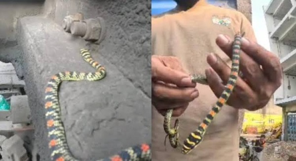 CG News: चलते ट्रक में कोरबा पहुंचा दुर्लभ फ्लाइंग स्नेक, हवा में ग्लाइड करता है स्नेक, RCRS टीम ने किया सुरक्षित रेस्क्यू, देखने जुटी भीड़