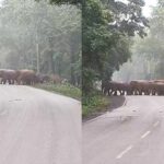  Raigarh News: रायगढ़ में सड़क पर निकला हाथियों का काफिला, शावकों संग पार किया रोड, वन अमले ने रोका ट्रैफिक 