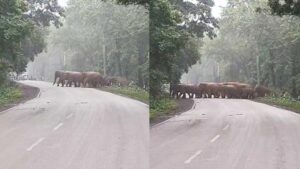  Raigarh News: रायगढ़ में सड़क पर निकला हाथियों का काफिला, शावकों संग पार किया रोड, वन अमले ने रोका ट्रैफिक 