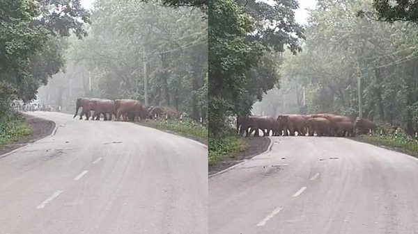  Raigarh News: रायगढ़ में सड़क पर निकला हाथियों का काफिला, शावकों संग पार किया रोड, वन अमले ने रोका ट्रैफिक 