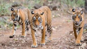 इंद्रावती रिजर्व में घूम रहे 8 बाघ : इनकी गतिविधियों पर नजर रखने हर वनमंडल में बनेगा टाइगर मूवमेंट सेल, एकत्र करेंगे डाटा