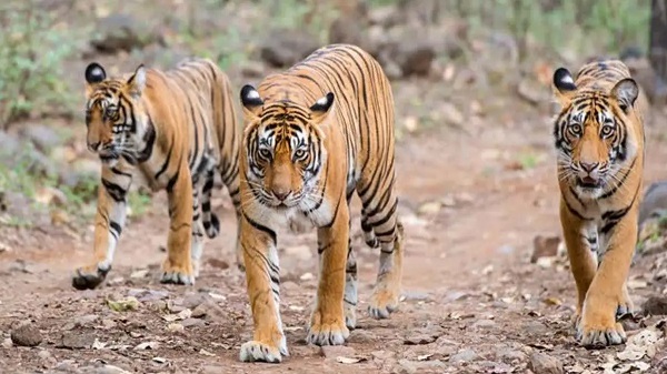 इंद्रावती रिजर्व में घूम रहे 8 बाघ : इनकी गतिविधियों पर नजर रखने हर वनमंडल में बनेगा टाइगर मूवमेंट सेल, एकत्र करेंगे डाटा