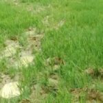 रायगढ़ में हाथियों का उत्पात, 21 किसानों की धान की फसल रौंदी, कच्चा मकान भी तोड़ा, ग्रामीणों में हड़कंप