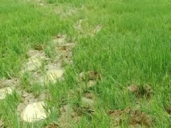 रायगढ़ में हाथियों का उत्पात, 21 किसानों की धान की फसल रौंदी, कच्चा मकान भी तोड़ा, ग्रामीणों में हड़कंप