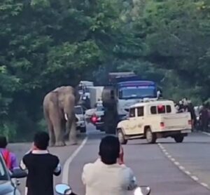 CG News: हाईवे पर अचानक आया लोनर हाथी, सेल्फी के चक्कर में लोगों की जान पर बनी; लोगों में मचा हड़कंप 