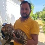 Sarangarh News: गोमर्डा अभयारण्य से भटककर गांव पहुंची मादा तेंदुआ, किसान की बाड़ी में मिला शावक, वन विभाग को सौंपा