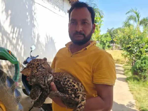 Sarangarh News: गोमर्डा अभयारण्य से भटककर गांव पहुंची मादा तेंदुआ, किसान की बाड़ी में मिला शावक, वन विभाग को सौंपा