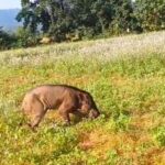 Raigarh News: बीमार जंगली सुअर की मौत, छोटे गुमड़ा गांव में लड़खड़ाते दिखा, इलाज के लिए ले जाते समय तोड़ा दम