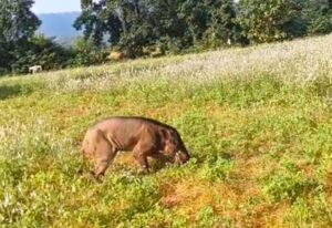 Raigarh News: बीमार जंगली सुअर की मौत, छोटे गुमड़ा गांव में लड़खड़ाते दिखा, इलाज के लिए ले जाते समय तोड़ा दम