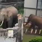 कुनकुरी में दंतैल का तांडव, चर्च-अस्पताल परिसर में घुसा, अस्पताल की बाउंड्रीवाल तोड़ी