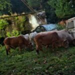 जशपुर में 29 गौवंश तस्करों के चंगुल से मुक्त, 3 आरोपी गिरफ्तार