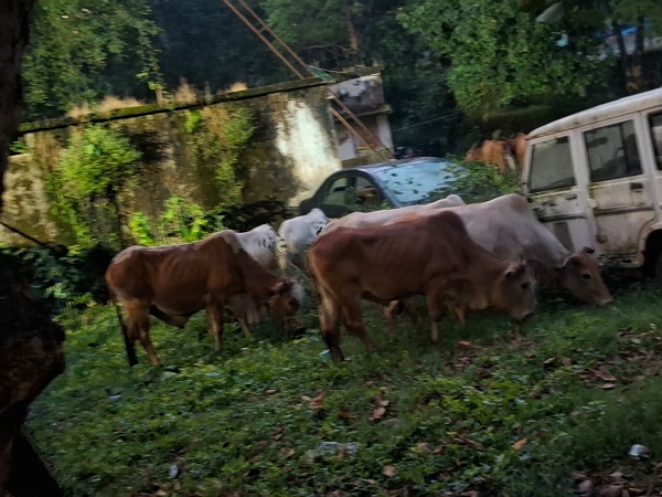 जशपुर में 29 गौवंश तस्करों के चंगुल से मुक्त, 3 आरोपी गिरफ्तार