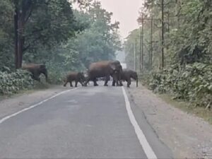 रायगढ़ में हाथियों ने की 14 किसानों की फसलें बर्बाद, धरमजयगढ़-छाल और कापू रेंज के गांवों में नुकसान 