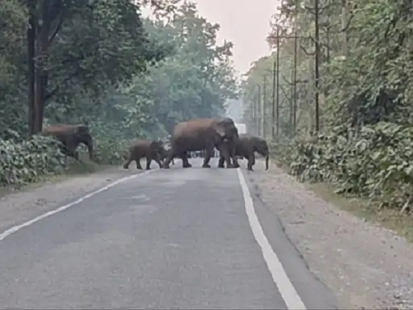 रायगढ़ में हाथियों ने की 14 किसानों की फसलें बर्बाद, धरमजयगढ़-छाल और कापू रेंज के गांवों में नुकसान 