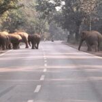 रायगढ़-घरघोड़ा मार्ग में रुके वाहनों के पहिए, 49 हाथियों के दल से थमा यातायात, सड़क के बीच बैठ गया हाथी