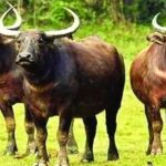 Chhattisgarh: बढ़ा राजकीय पशु का कुनबा,  बारनवापारा में वनभैंसों की संख्या 6 से बढ़कर 14 हुई, हाल ही में जन्में तीन शावक 