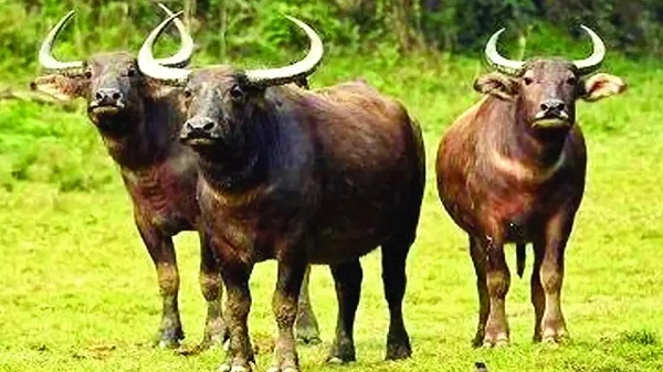 Chhattisgarh: बढ़ा राजकीय पशु का कुनबा,  बारनवापारा में वनभैंसों की संख्या 6 से बढ़कर 14 हुई, हाल ही में जन्में तीन शावक 
