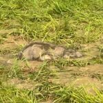 Raigarh News: दल से बिछड़े हाथी-शावक को झुंड से मिलाया, वन विभाग ने देर रात तक चलाया रेस्क्यू, सुबह एक शावक का खेत में मिला शव