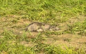 Raigarh News: दल से बिछड़े हाथी-शावक को झुंड से मिलाया, वन विभाग ने देर रात तक चलाया रेस्क्यू, सुबह एक शावक का खेत में मिला शव